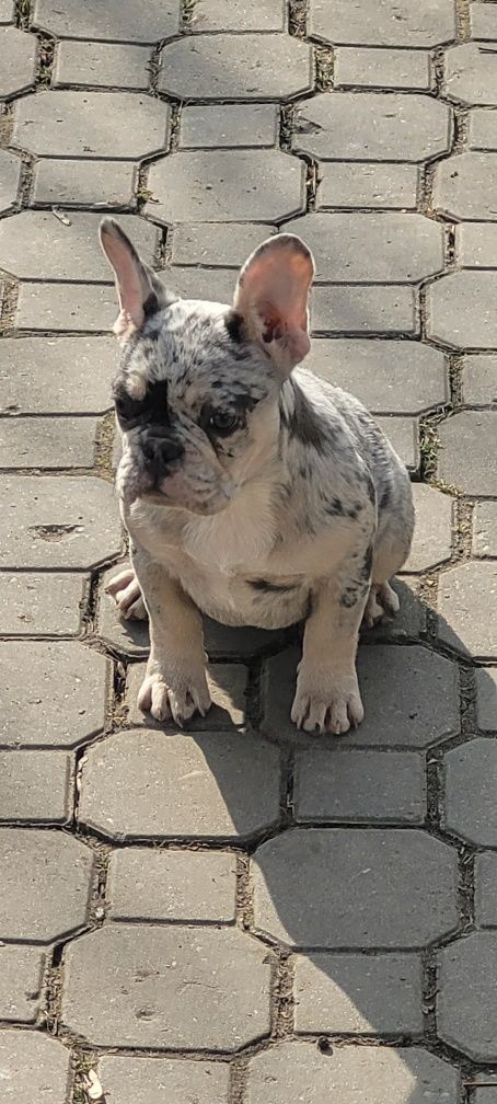 Dziewczyna jest piękna.