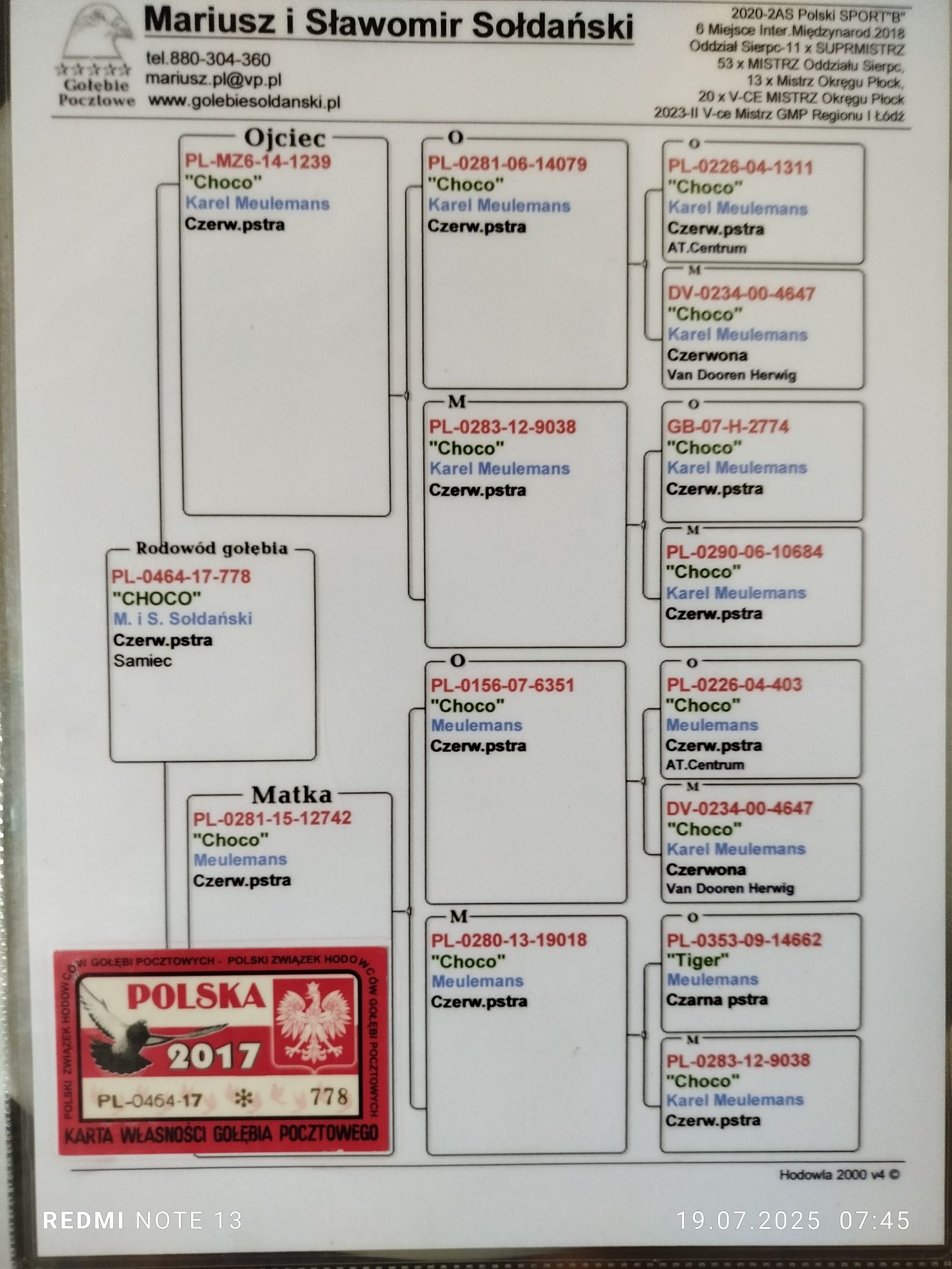 Gołębie pocztowe Mulemans
