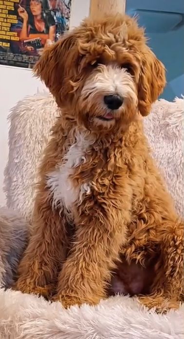Goldendoodle F1 цуценята в наявності. Київ