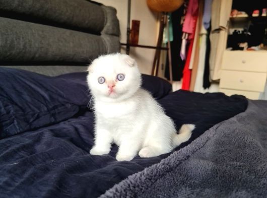 Продам шотландских котят