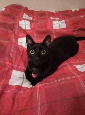 Czarna kotka do oddania