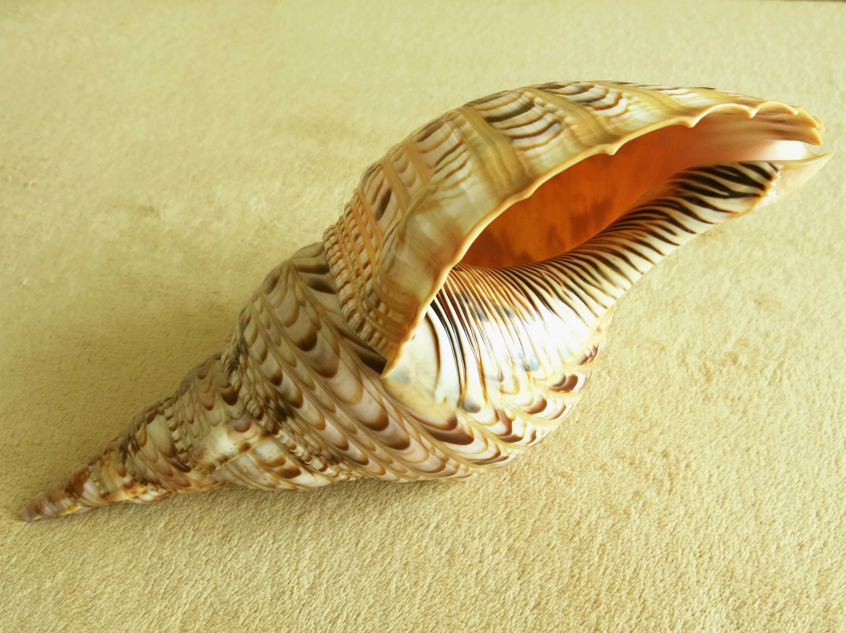 Duża muszla morska, tryton - Charonia tritonis / 299 mm