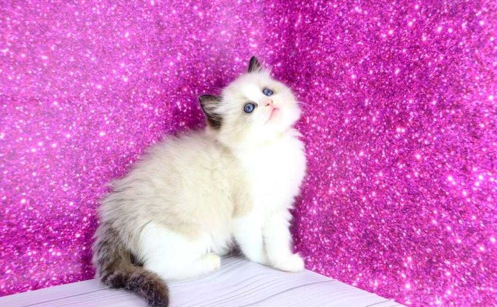 Чарівний пухнастий хлопчик регдолл с добрими навичками