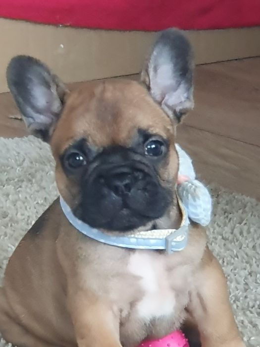 Buldog francuski/Śliczne  rudaski