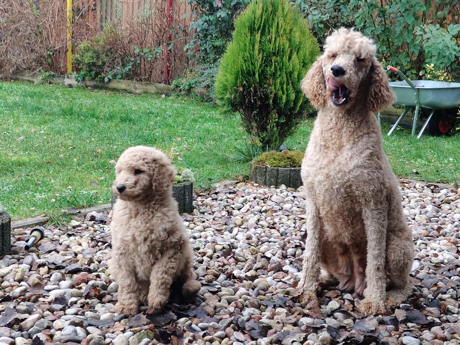 Pudel duży królewski sunia