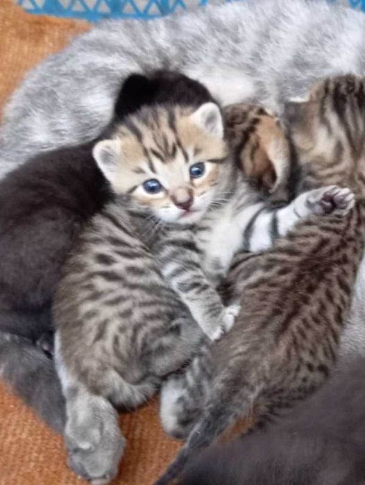 Маленьке кошеня кошенятко котеня кицька кицюня кішечка киця кошенята