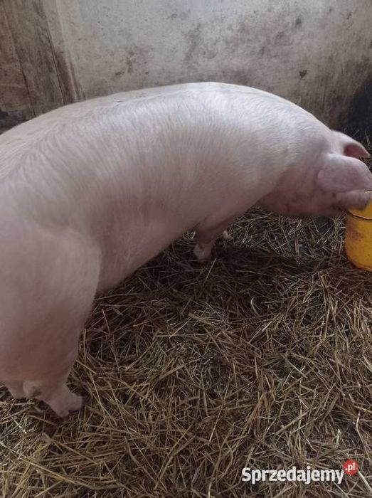 Tuczniki na swojej paszy