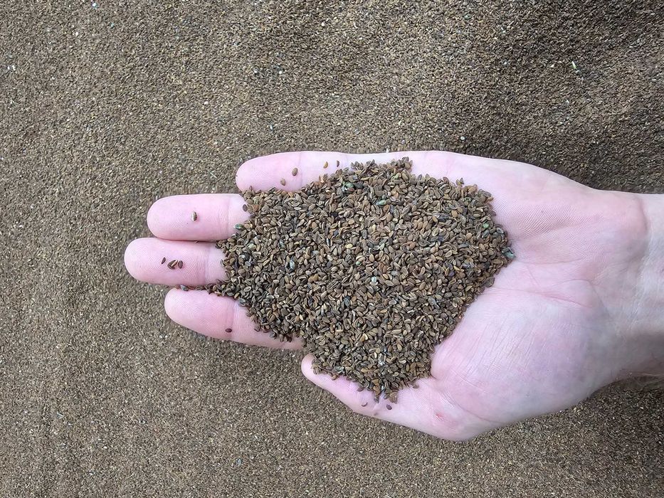 Facelia 2 × przewiana