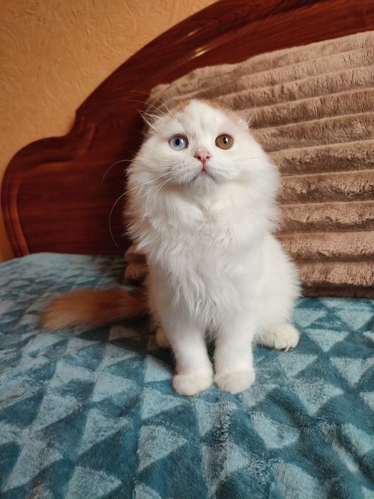 Шотландський котик з різними очима.