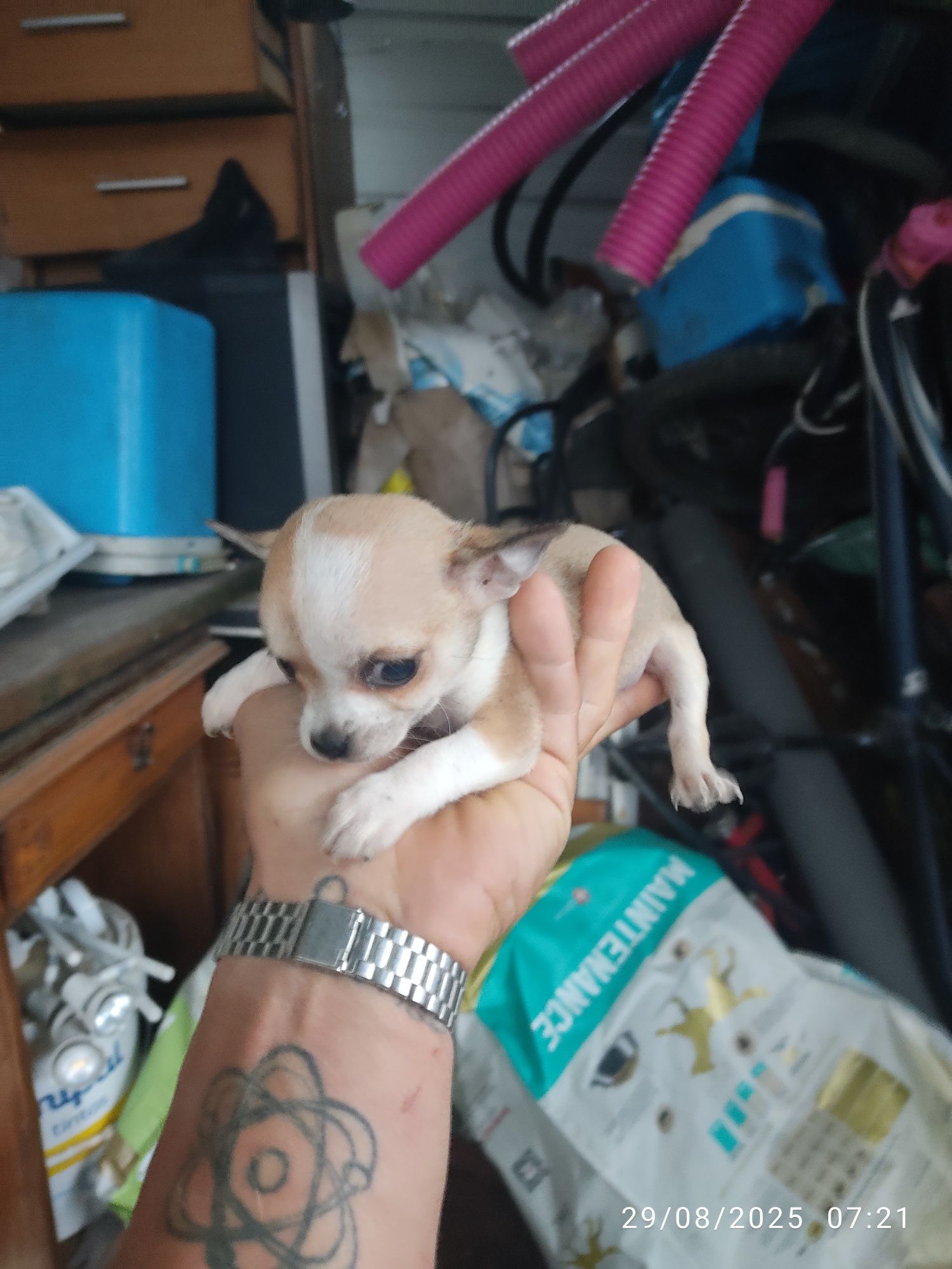Chihuahua bebés 2.5meses