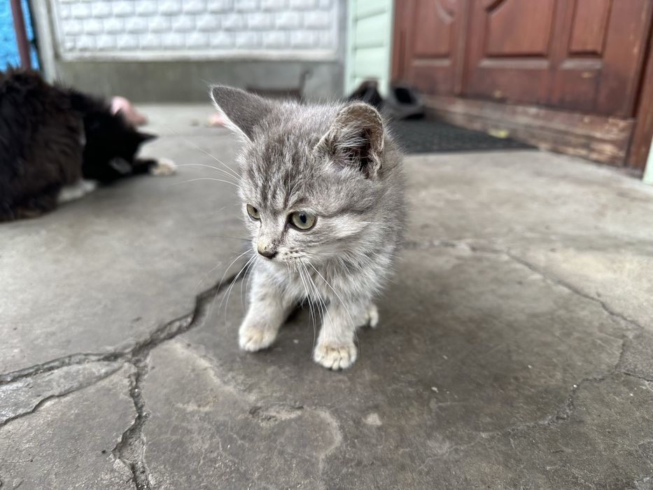 Відам безкоштовно кошенят шотландської кішки