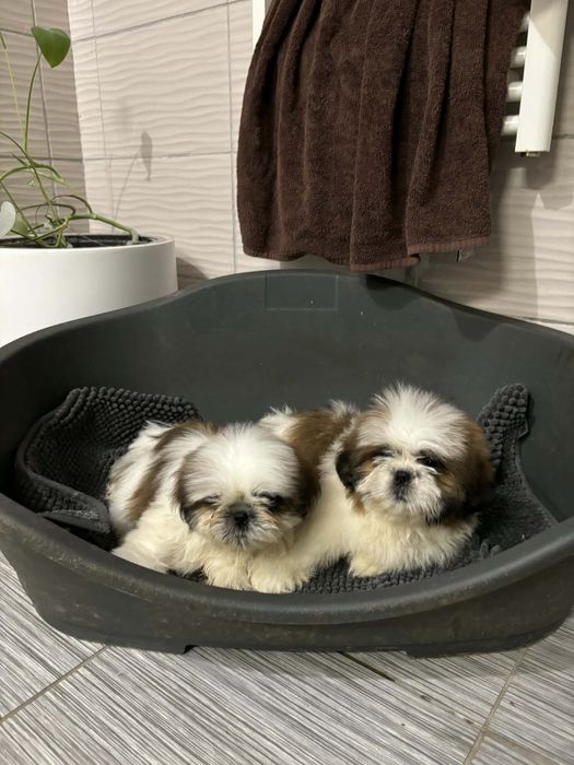 Shih tzu z rodowodem