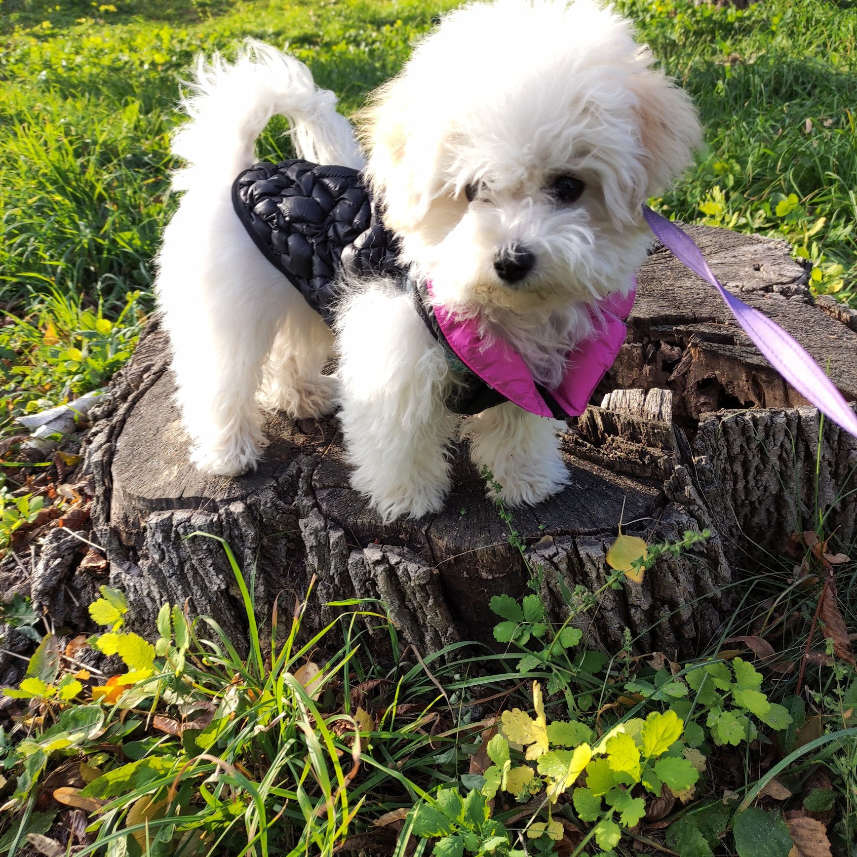 Bichon Frize з документами КСУ