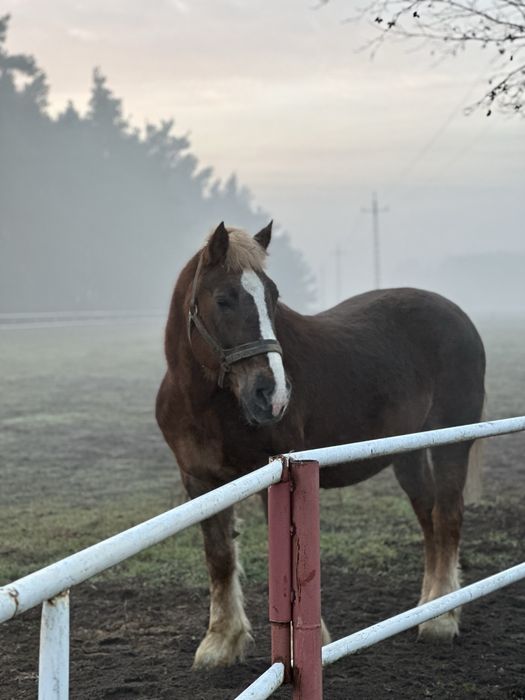 Sprzedam klacz zimnokrwistą