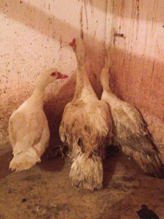 Кашки шипуни німецької лінії