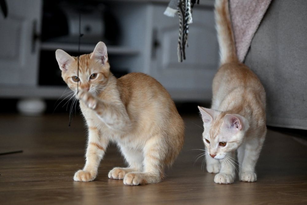 Biszkoptowe kociaki czekają na wspólny dom