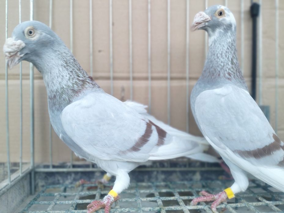 Gołębie Staropolskie