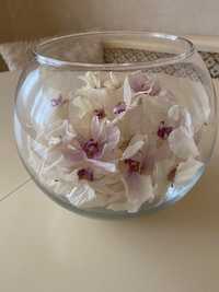 Цветы Орхидеи засушенные продам!