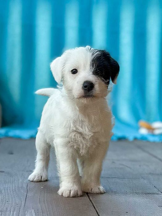 Parson Russell Terrier - chłopczyk