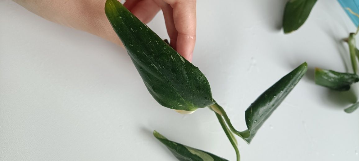 Monstera standleyana