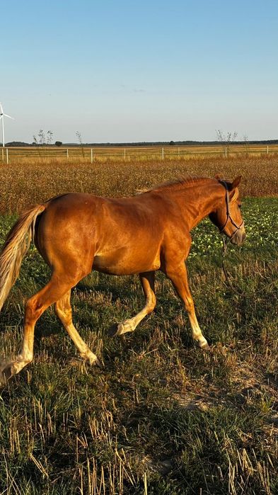 Ogier 1/2 American Quarter Horse (aqh)