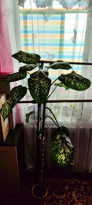 Дифенбахія - доросла