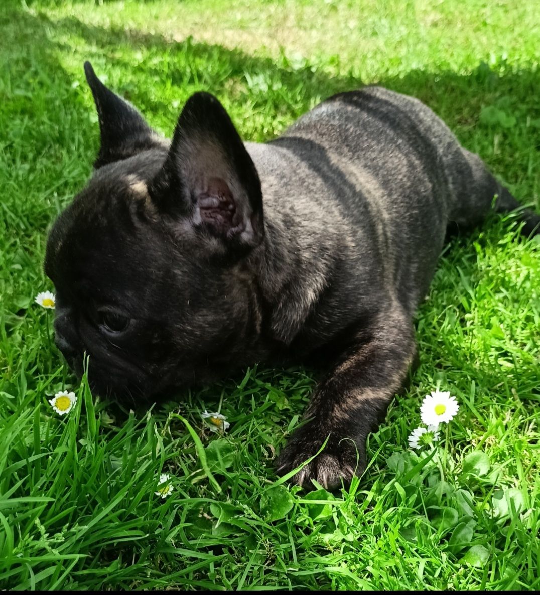 Buldog francuski