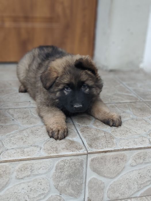 Owczarek niemiecki długowłosy piesek