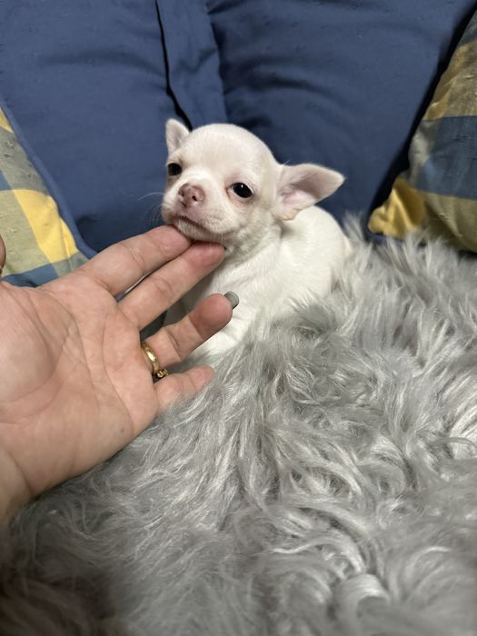 Menino “Chihuahua  lindissimo “ branco