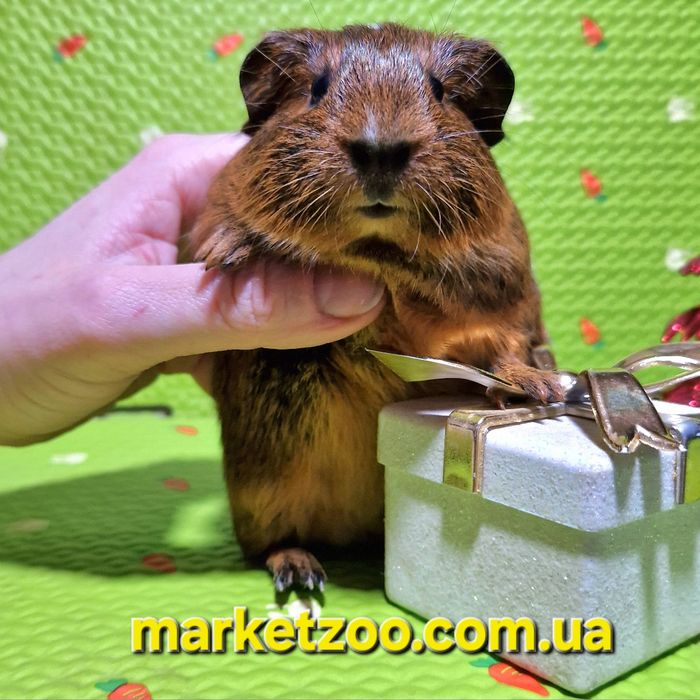 Ваш ідеальний пухнастий друг уже чекає на вас!