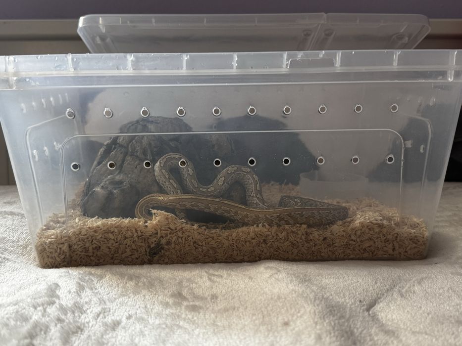 Wąż zbożowy Caramel Tessera