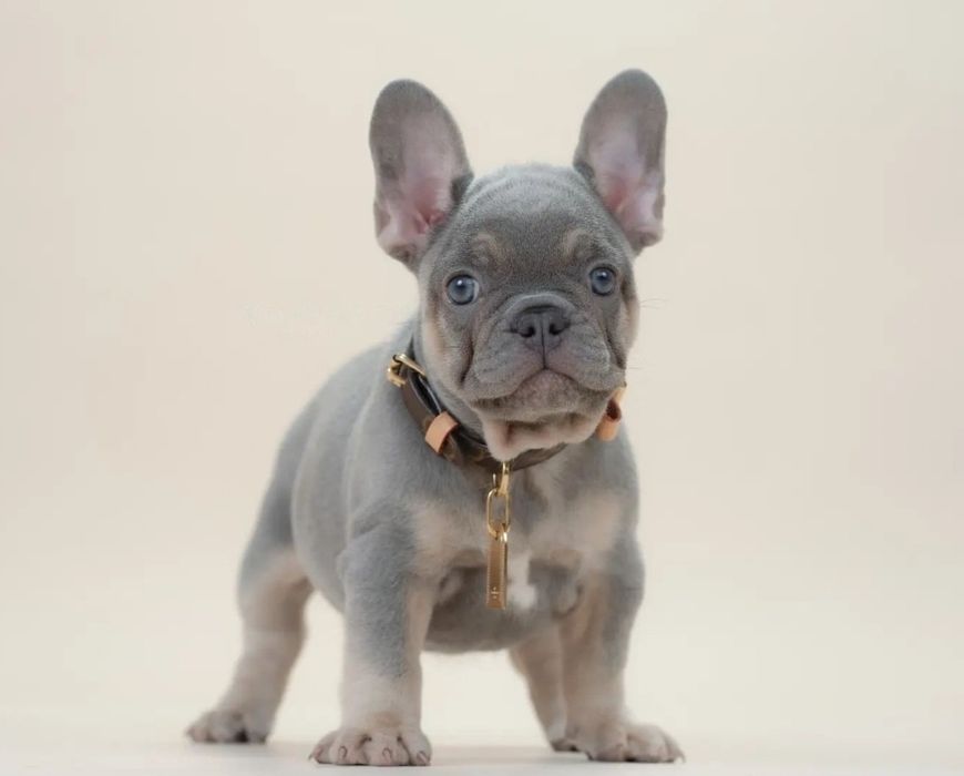 Французский бульдог