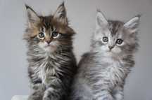 MAINE COON -  rodowód FPL ojciec shaded  - GOTOWA - OGROMNA