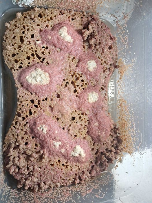 червь трубочник червь трубочник.Tubifex tubifex ТРУБКОВИК