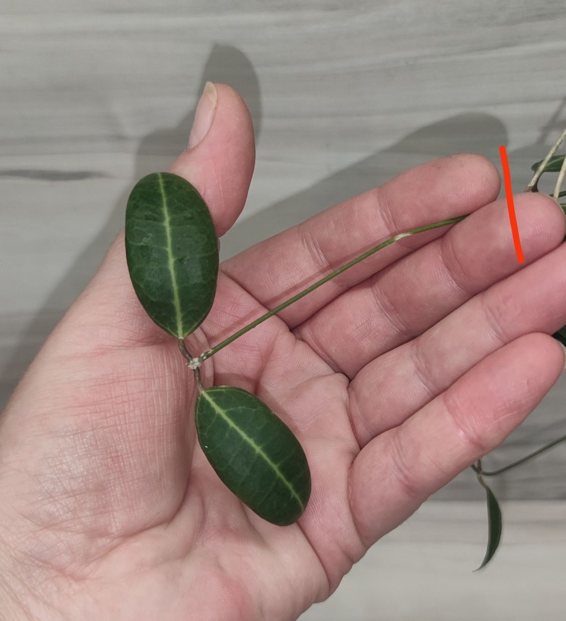 Хойя Hoya Linearis, Dischidia Lancifolia та ін.