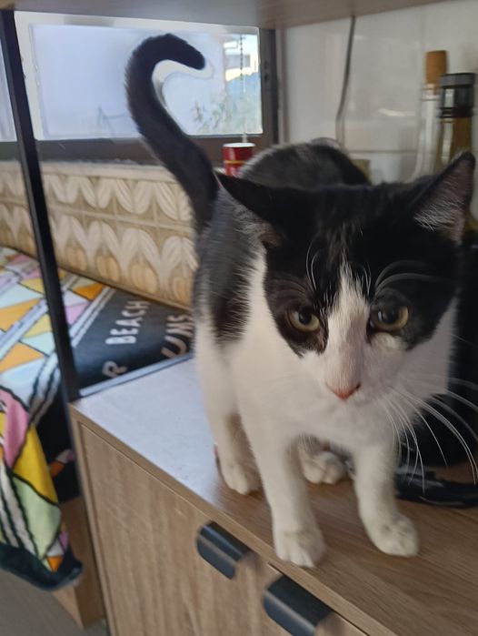 Cacau- gato jovem ( 6 meses) para adoção responsável.