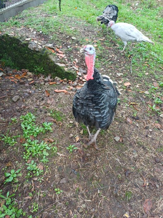 Peru macho, nacido este ano.