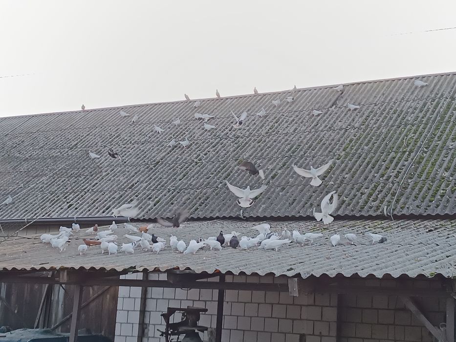 Srebrniaki Jasne i Perłowe wyloty biało ogony