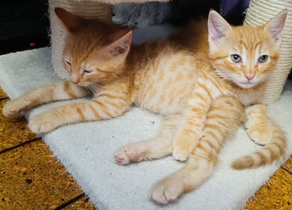 Piękne małe kocurki kociaczki do adopcji od zaraz