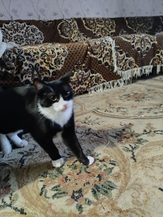 Кошка и котята девочки