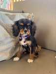 Suczka cavalier king charles spaniel gotowa do obioru
