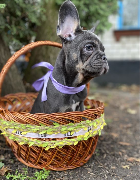 Блакитна красуня дівчинка французького бульдога