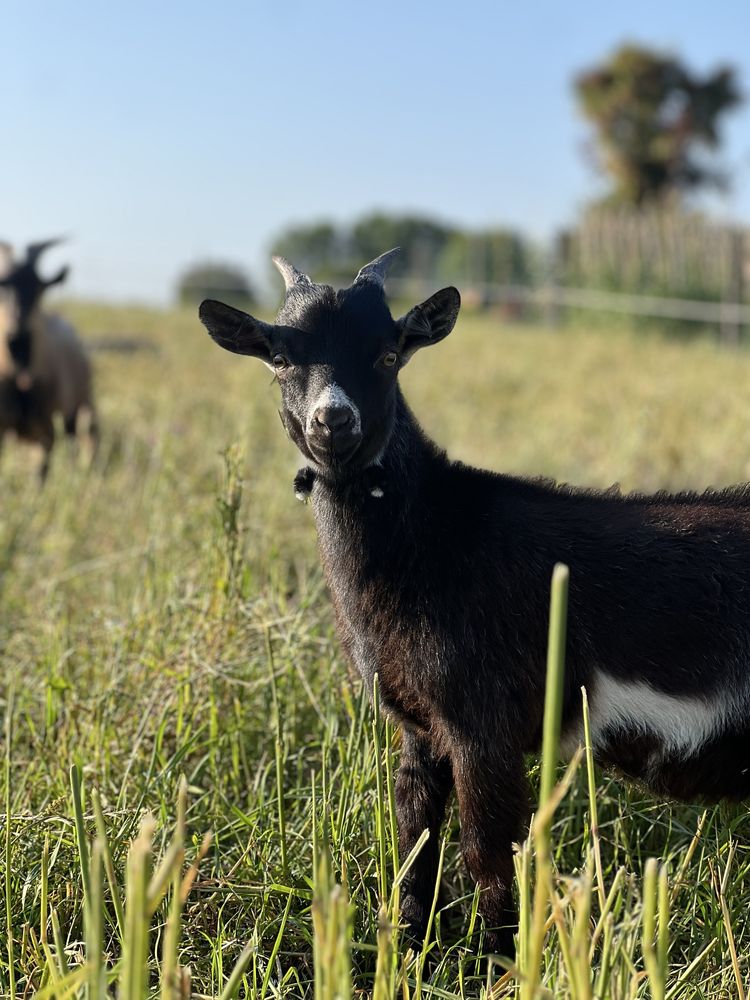 Cabrito anao macho