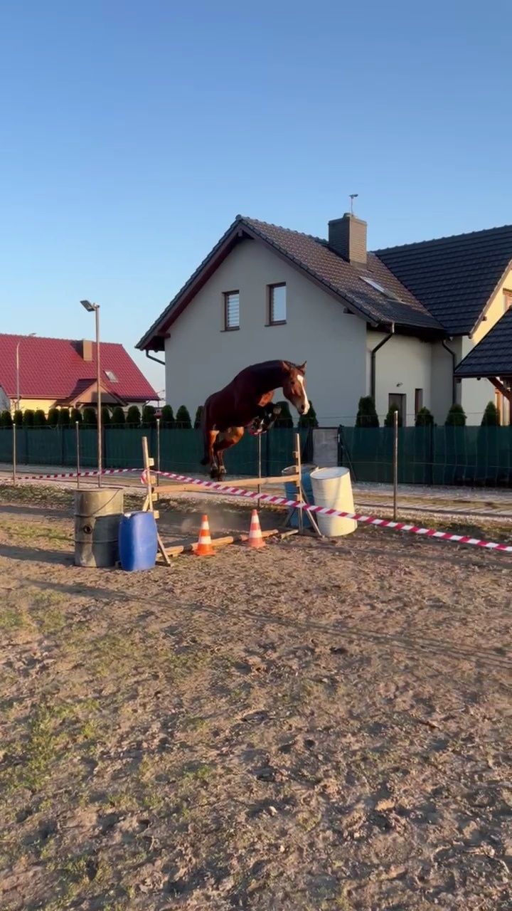 Sprzedam/zamienię wałacha