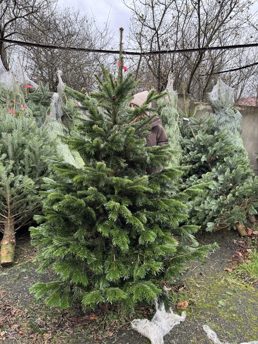 Ялиці нордман роздріб та гурт