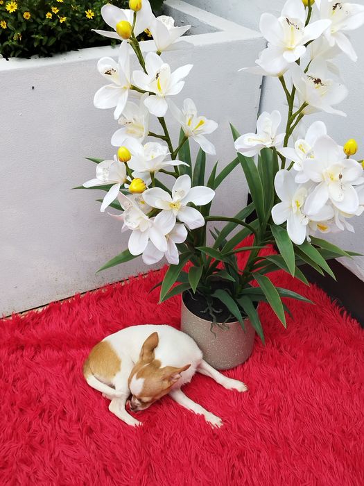 Chihuahua miniaturowy piesek