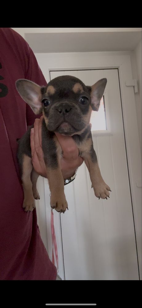 Bulldog frances macho