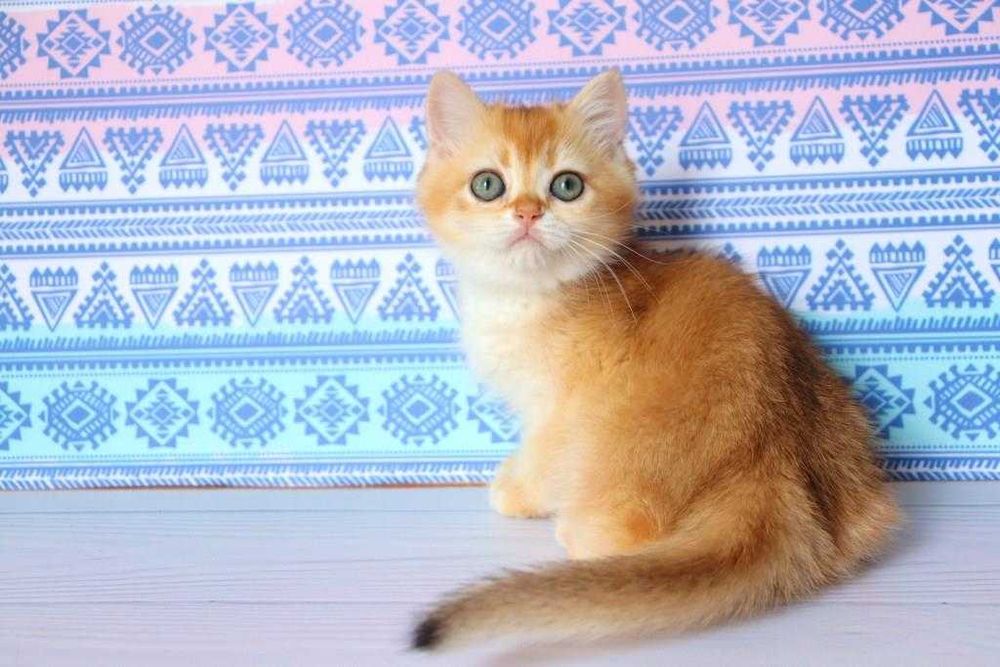 Клубна, британська дівчинка, в золотому окрасі