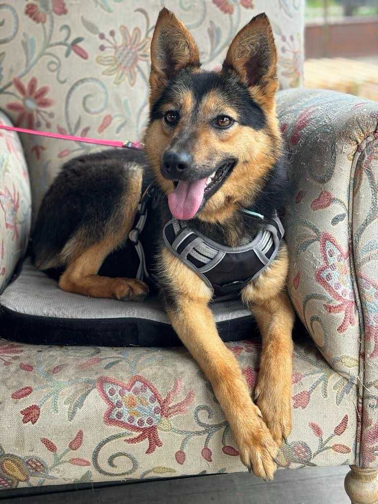 Przepiękna sunia w typie owczarka niemieckiego adoptuj!