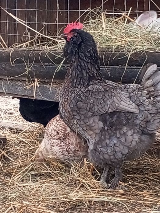 Інкубаційне яйце мішаних курей